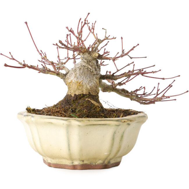 Acer palmatum, 12 cm, ± 30 years old, with a nebari of 9 cm