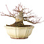 Acer palmatum, 12 cm, ± 30 years old, with a nebari of 9 cm