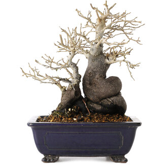 Diospyros kaki, 19,5 cm, ± 20 jaar oud