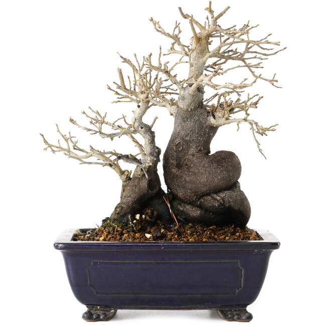 Diospyros kaki, 19,5 cm, ± 20 años, con un nebari de 11 cm