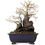 Diospyros kaki, 19,5 cm, ± 20 jaar oud, met een nebari van 11 cm