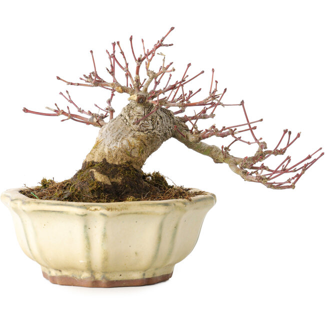Acer palmatum, 12 cm, ± 30 years old, with a nebari of 9 cm