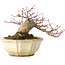 Acer palmatum, 12 cm, ± 30 anni, con un nebari di 9 cm