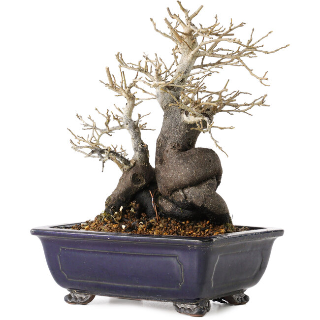 Diospyros kaki, 19,5 cm, ± 20 anni, con un nebari di 11 cm