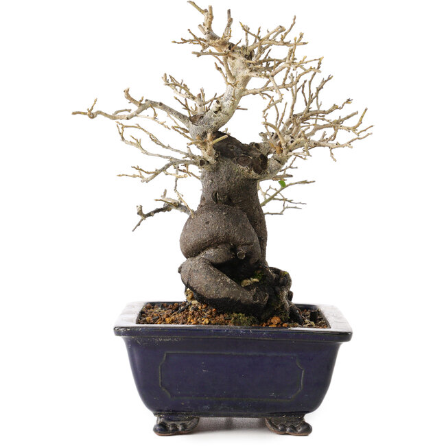 Diospyros kaki, 19,5 cm, ± 20 anni, con un nebari di 11 cm