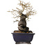 Diospyros kaki, 19,5 cm, ± 20 jaar oud, met een nebari van 11 cm