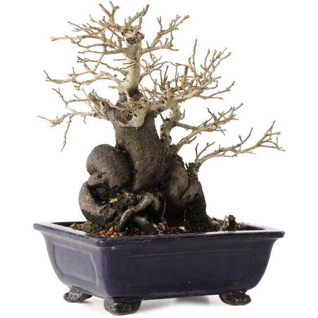 Diospyros kaki, 19,5 cm, ± 20 Jahre alt, mit einem Nebari von 11 cm