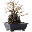 Diospyros kaki, 19,5 cm, ± 20 jaar oud, met een nebari van 11 cm
