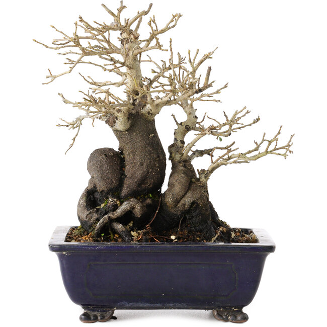 Diospyros kaki, 19,5 cm, ± 20 anni, con un nebari di 11 cm