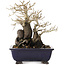 Diospyros kaki, 19,5 cm, ± 20 jaar oud, met een nebari van 11 cm