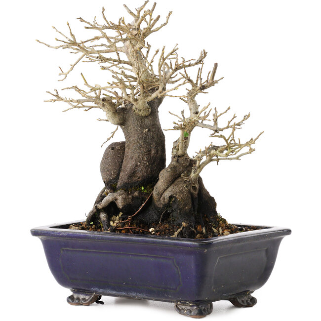 Diospyros kaki, 19,5 cm, ± 20 anni, con un nebari di 11 cm