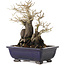 Diospyros kaki, 19,5 cm, ± 20 jaar oud, met een nebari van 11 cm