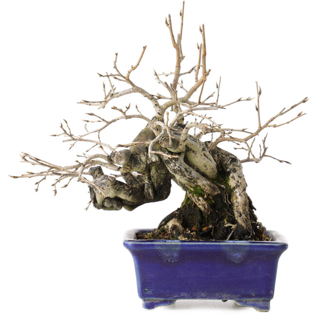 Diospyros kaki, 14,5 cm, ± 30 años, con un nebari de 19 cm, en una maceta japonesa hecha a mano por Satomi Mazan