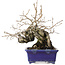 Diospyros kaki, 14,5 cm, ± 30 anni, con un nebari di 19 cm, in un vaso giapponese fatto a mano da Satomi Mazan