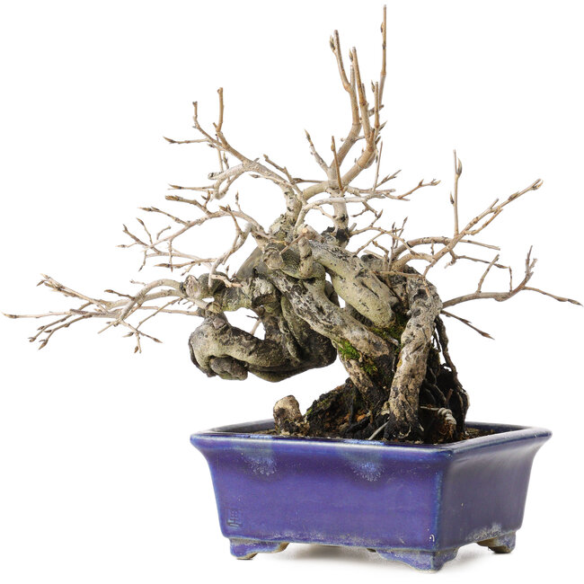 Diospyros kaki, 14,5 cm, ± 30 jaar oud, met een nebari van 19 cm, in een handgemaakte Japanse pot van Satomi Mazan