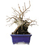 Diospyros kaki, 14,5 cm, ± 30 anni, con un nebari di 19 cm, in un vaso giapponese fatto a mano da Satomi Mazan