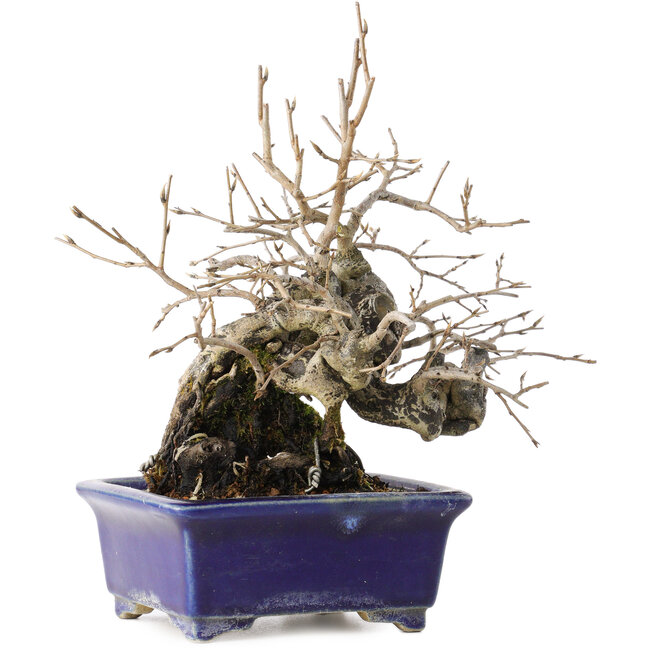 Diospyros kaki, 14,5 cm, ± 30 jaar oud, met een nebari van 19 cm, in een handgemaakte Japanse pot van Satomi Mazan