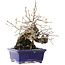 Diospyros kaki, 14,5 cm, ± 30 years old, with a nebari of 19 cm, in a handmade Japanese pot by Satomi Mazan