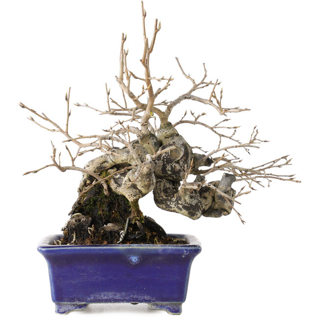 Diospyros kaki, 14,5 cm, ± 30 jaar oud, met een nebari van 19 cm, in een handgemaakte Japanse pot van Satomi Mazan