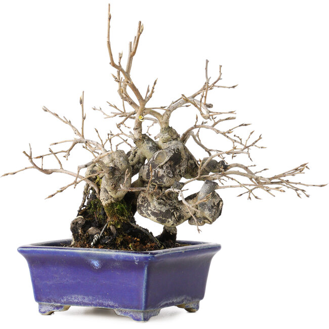 Diospyros kaki, 14,5 cm, ± 30 Jahre alt, mit einem Nebari von 19 cm, in einem handgefertigten japanischen Topf von Satomi Mazan