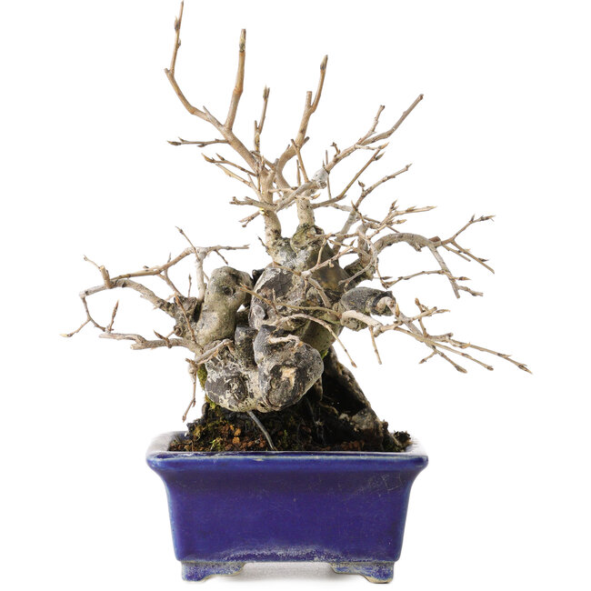 Diospyros kaki, 14,5 cm, ± 30 anni, con un nebari di 19 cm, in un vaso giapponese fatto a mano da Satomi Mazan