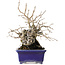 Diospyros kaki, 14,5 cm, ± 30 years old, with a nebari of 19 cm, in a handmade Japanese pot by Satomi Mazan