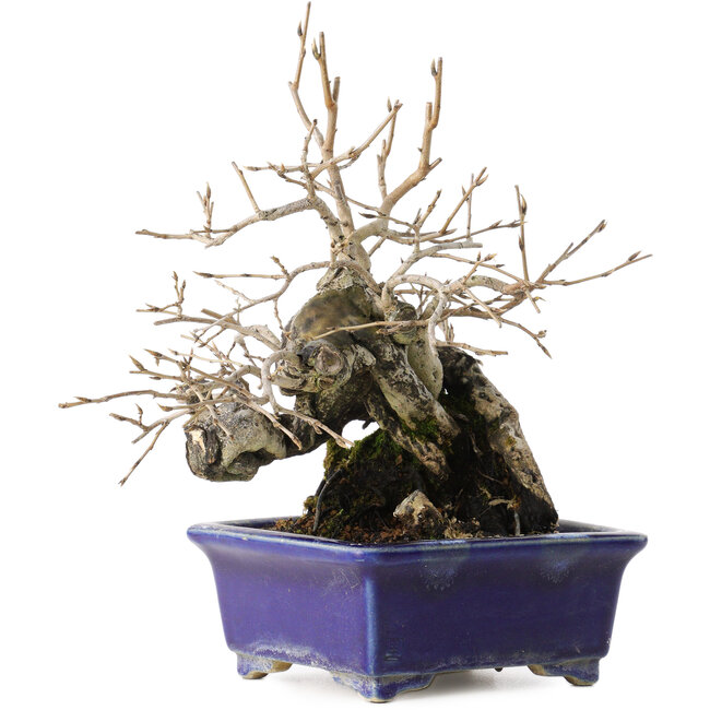 Diospyros kaki, 14,5 cm, ± 30 ans, avec un nebari de 19 cm, dans un pot japonais fait main par Satomi Mazan