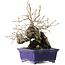 Diospyros kaki, 14,5 cm, ± 30 years old, with a nebari of 19 cm, in a handmade Japanese pot by Satomi Mazan