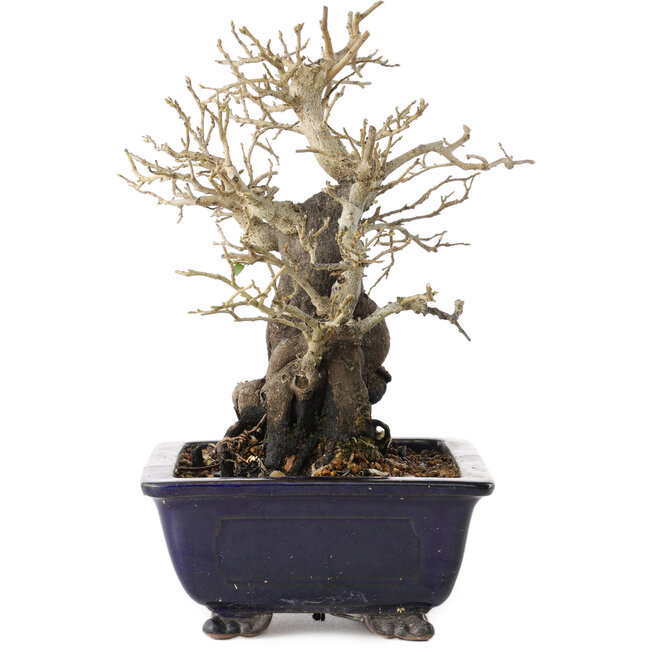 Diospyros kaki, 19,5 cm, ± 20 años, con un nebari de 11 cm