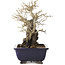 Diospyros kaki, 19,5 cm, ± 20 jaar oud, met een nebari van 11 cm