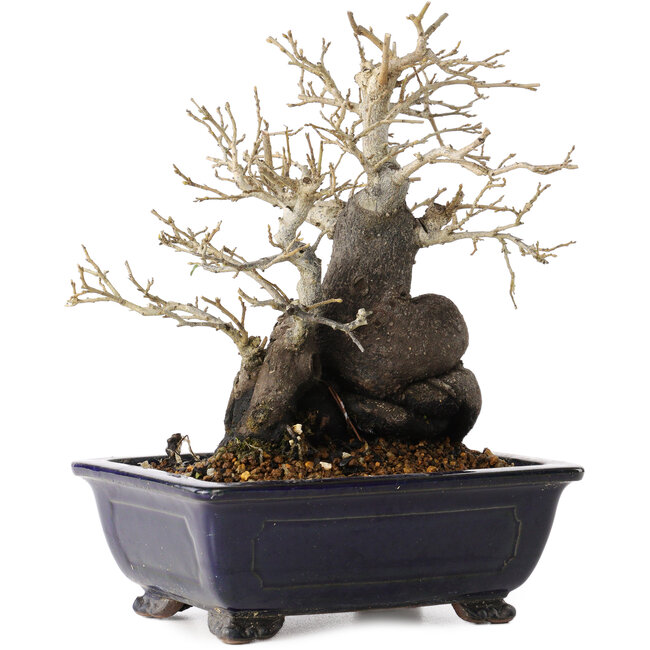 Diospyros kaki, 19,5 cm, ± 20 anni, con un nebari di 11 cm