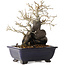 Diospyros kaki, 19,5 cm, ± 20 jaar oud, met een nebari van 11 cm