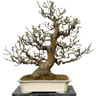 Pseudocydonia sinensis, 78 cm, ± 40 jaar oud