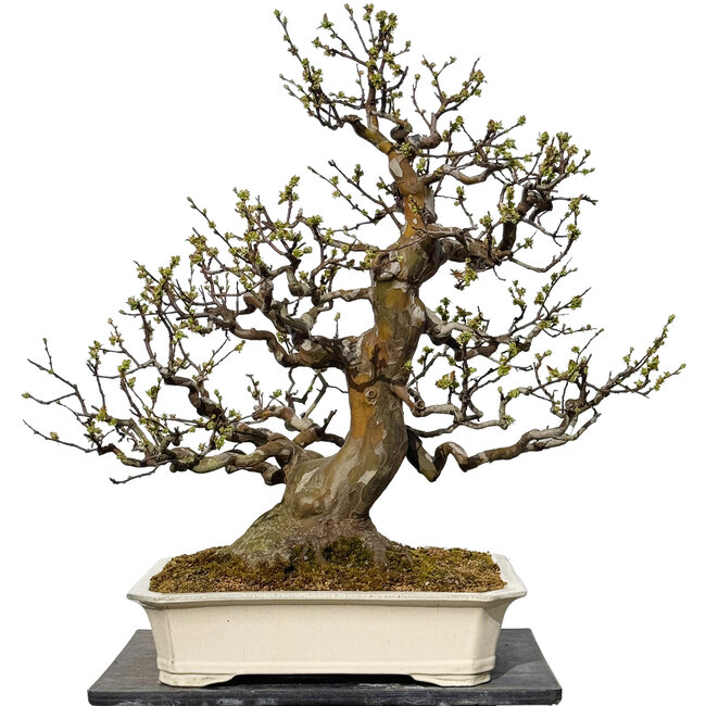 Pseudocydonia sinensis, 78 cm, ± 40 jaar oud, met een nebari van 29 cm