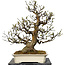 Pseudocydonia sinensis, 78 cm, ± 40 jaar oud, met een nebari van 29 cm