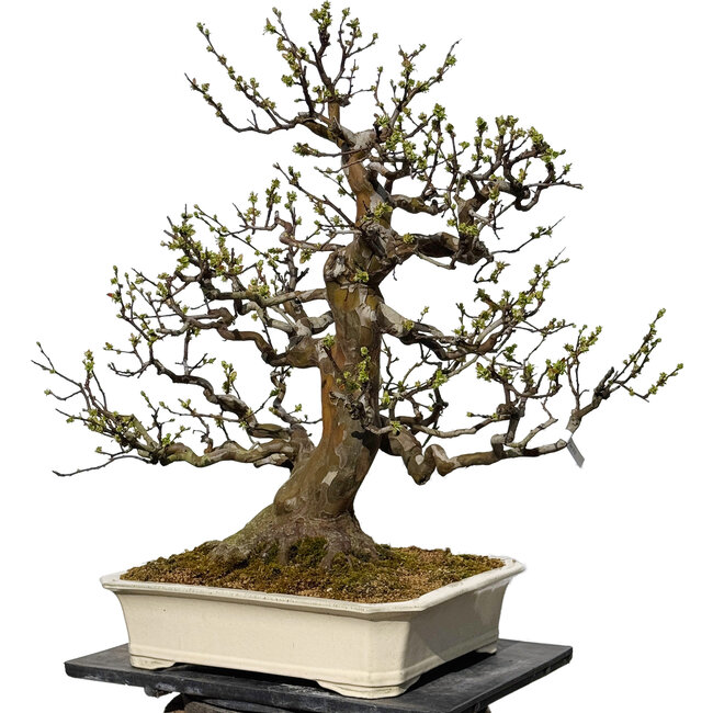 Pseudocydonia sinensis, 78 cm, ± 40 years old, with a nebari of 29 cm