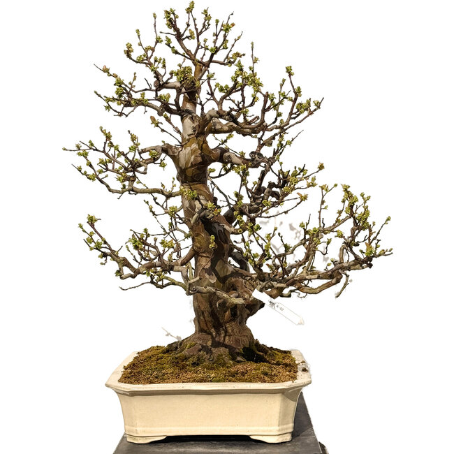 Pseudocydonia sinensis, 78 cm, ± 40 jaar oud, met een nebari van 29 cm