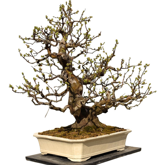 Pseudocydonia sinensis, 78 cm, ± 40 jaar oud, met een nebari van 29 cm