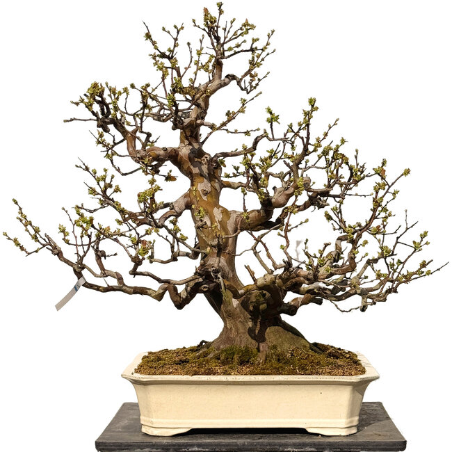 Pseudocydonia sinensis, 78 cm, ± 40 jaar oud, met een nebari van 29 cm