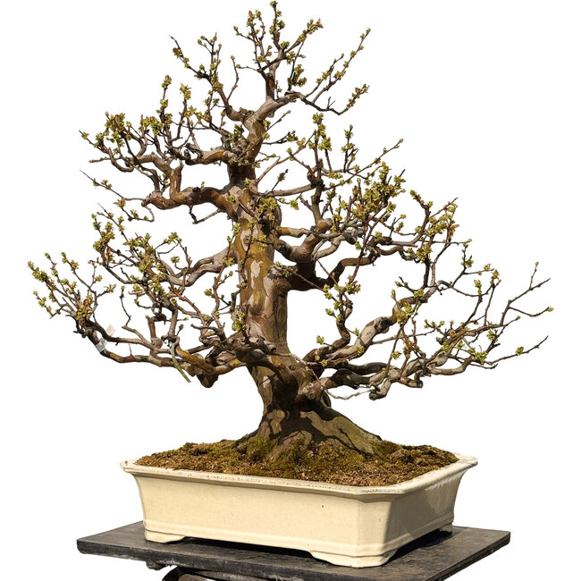 Pseudocydonia sinensis, 78 cm, ± 40 years old, with a nebari of 29 cm