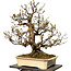 Pseudocydonia sinensis, 78 cm, ± 40 jaar oud, met een nebari van 29 cm