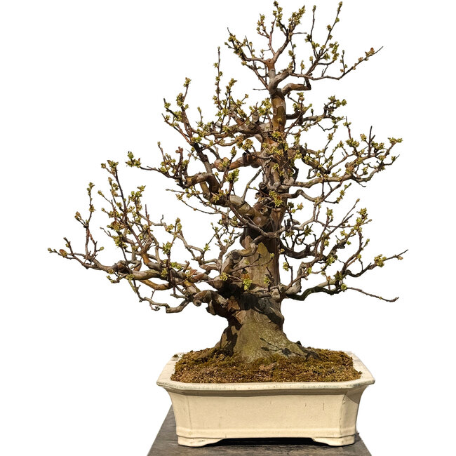 Pseudocydonia sinensis, 78 cm, ± 40 jaar oud, met een nebari van 29 cm