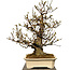 Pseudocydonia sinensis, 78 cm, ± 40 jaar oud, met een nebari van 29 cm