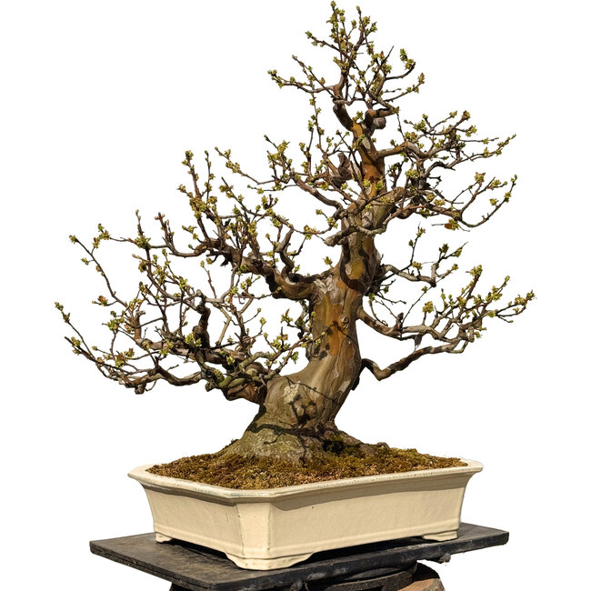 Pseudocydonia sinensis, 78 cm, ± 40 jaar oud, met een nebari van 29 cm