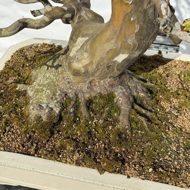 Pseudocydonia sinensis, 78 cm, ± 40 anni, con un nebari di 29 cm