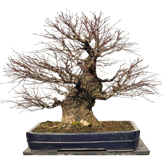 Acer palmatum Arakawa, 55 cm, ± 40 jaar oud, met een nebari van 30 cm