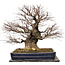 Acer palmatum Arakawa, 55 cm, ± 40 jaar oud, met een nebari van 30 cm