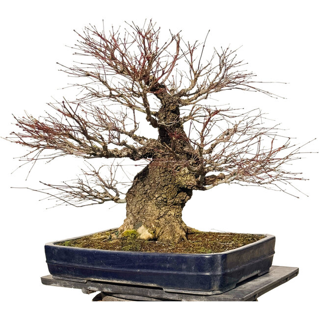 Acer palmatum Arakawa, 55 cm, ± 40 años, con un nebari de 30 cm