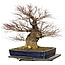 Acer palmatum Arakawa, 55 cm, ± 40 years old, with a nebari of 30 cm
