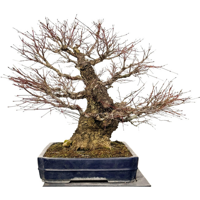 Acer palmatum Arakawa, 55 cm, ± 40 ans, avec un nebari de 30 cm